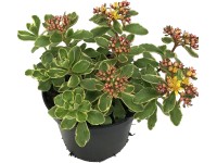 OBI Rozchodník viacfarebný priemer kvetináča cca 12 cm Sedum