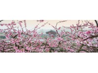 Bondecor Obraz, tlačené plátno Flora 50 x 150 cm