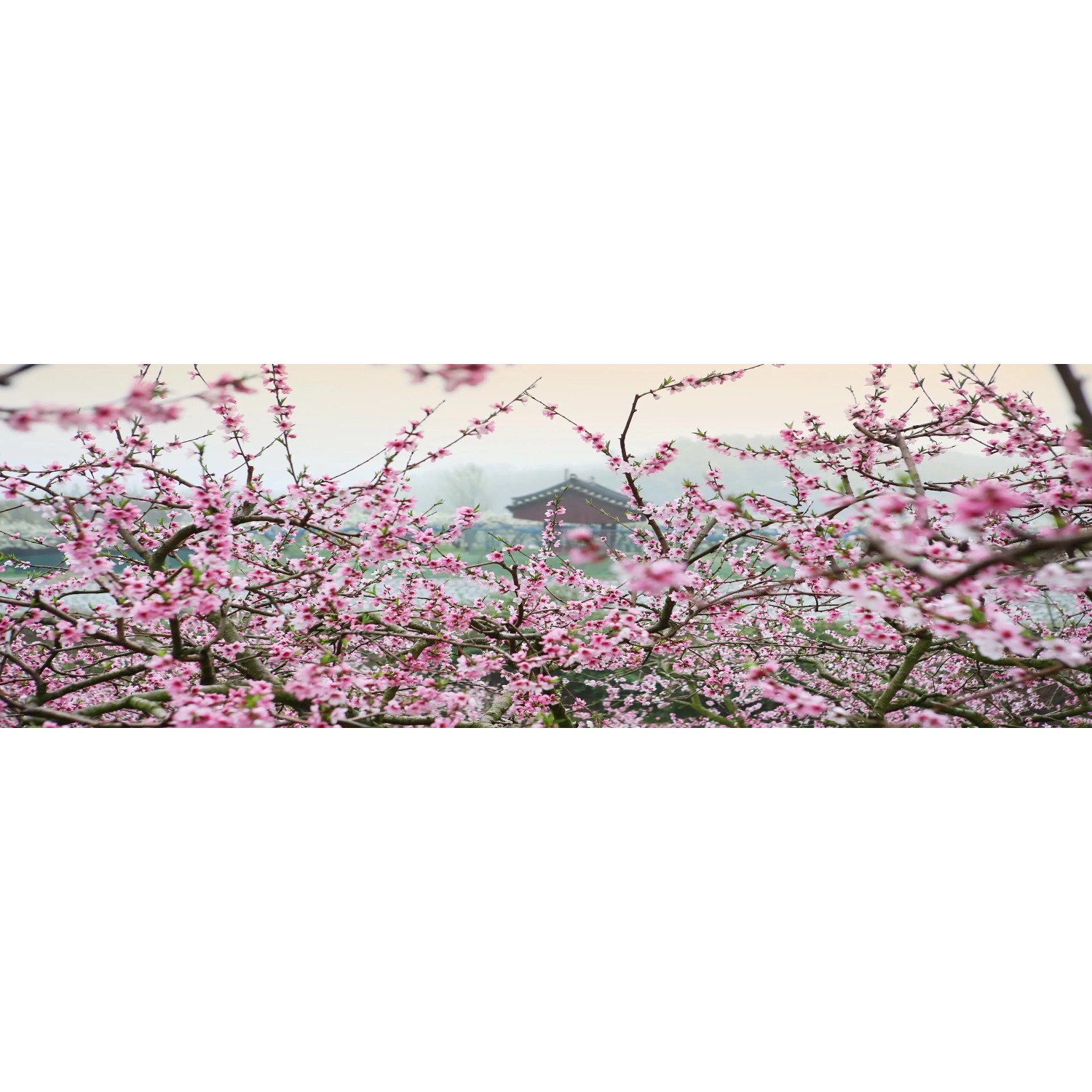 E-shop Bondecor Obraz, tlačené plátno Flora 50 x 150 cm