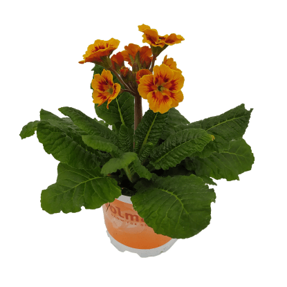 Prvosienka vyššia s krásnym kvetenstvom, pr. 11 cm