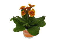 Prvosienka vyššia s krásnym kvetenstvom, pr. 11 cm