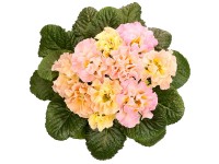 GROW by OBI Prvosienka bezlodyžná (Primula acaulis) 