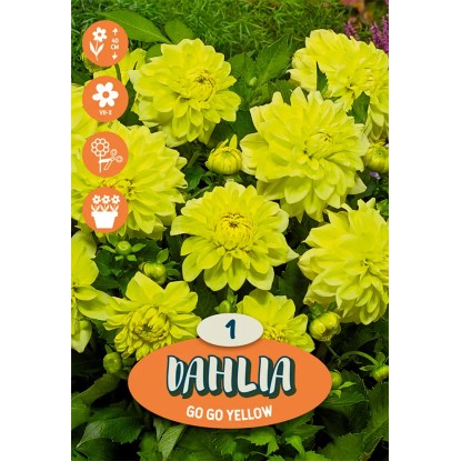 Dálie "Cézanne" žlté