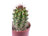 Kaktus rôzne druhy priemer kvetináča cca 5,5 cm Cactaceae
