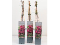 Plamienok (Clematis viticella) 