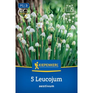 Kiepenkerl cibuľky letnej snežienky (Leucojum aestivum), 5 ks, s bielymi zvončekovitými kvetmi.