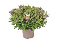 Hebe Andersonova (Hebe andersonii) zelenožltá 40 cm, pr. 23 cm Hebe Andersonova (Hebe andersonii) zelenožltá 40 cm, pr. 23 cm