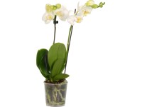 GROW by OBI Orchidea Phalaenopsis 2 výhonky priemer kvetináča cca 9 cm biela