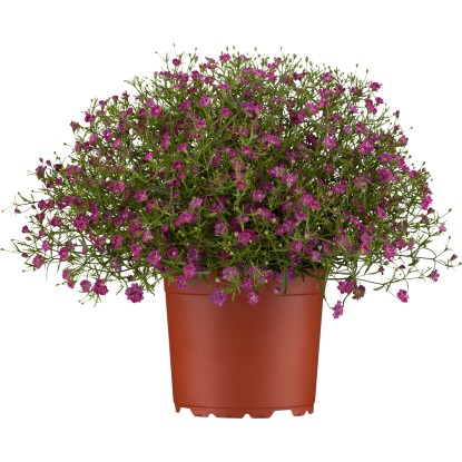 OBI Gypsomilka múrová priemer kvetináča cca 13 cm Gypsophila muralis
