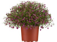 OBI Gypsomilka múrová priemer kvetináča cca 13 cm Gypsophila muralis