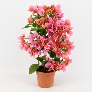 Bugenvilea Drillingsblume na mreži, výška cca 55 cm, ružové kvety v terakotovom kvetináči.