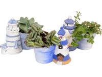 Aranžmán malej zelenej rastliny v kvetináči s prímorským vzorom priemer cca 6 cm