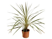 Kordylína austrálska (Cordyline australis)