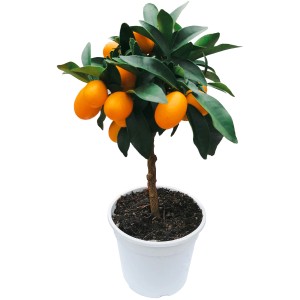 Citrusový stromček GROW by OBI (Citrus mitis) v kvetináči, výška cca 40 cm, s oranžovými plodmi.