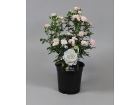 Ruža záhonová biela 