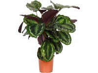 OBI Kalatea (Calathea) "Warcewiczii" vka 75-85 cm, pr. kvetina 19 cm