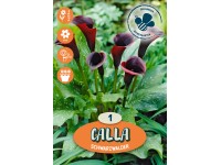 Kala Schwarzwaldská purpurová