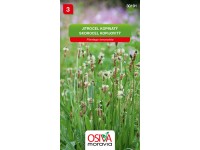 Osiva Moravia Semienka Skorocel kopijovitý (Plantago lanceolata)