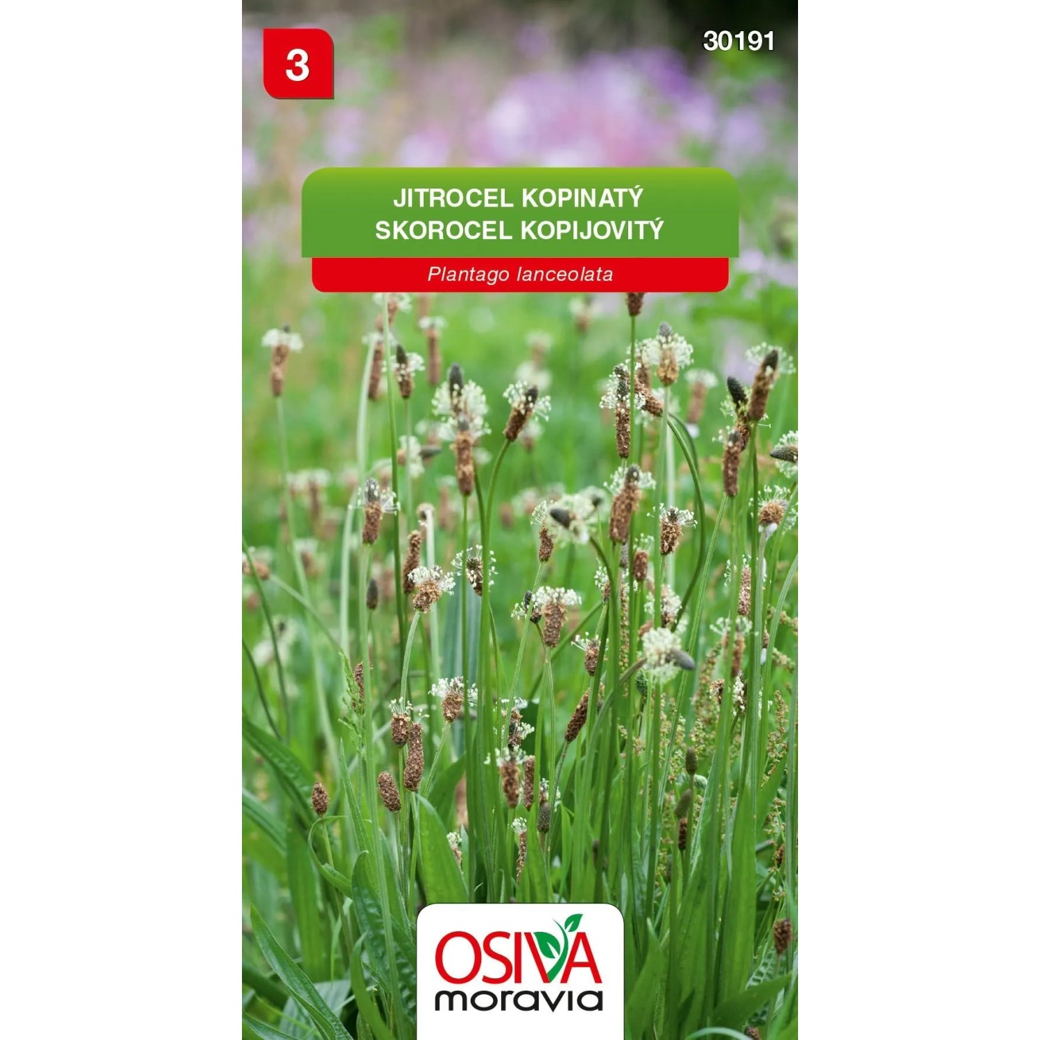 E-shop Osiva Moravia Semienka Skorocel kopijovitý (Plantago lanceolata)