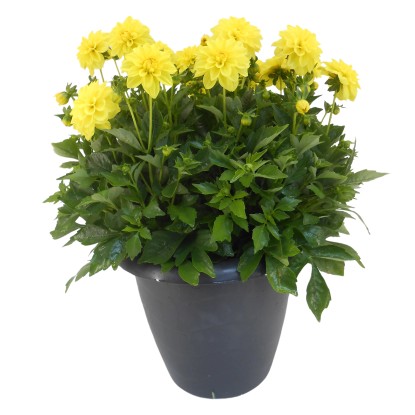 Jiřina (Dahlia Hybride) v samozavlažovacom kvetináči, pr. kv. cca 33 cm