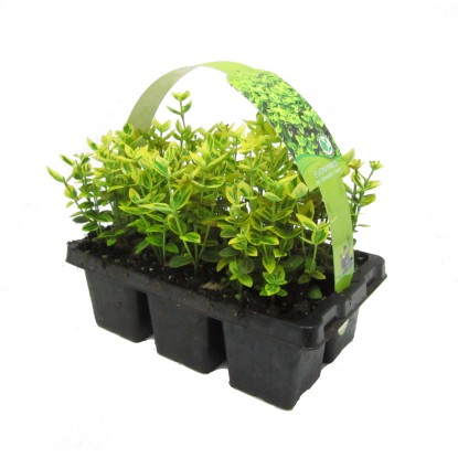 Emerald Gold Brslen Fortuneov bielo žíhaný 6 ks