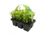 Emerald Gold Brslen Fortuneov bielo žíhaný 6 ks Emerald Gold Brslen Fortuneov bielo žíhaný 6 ks