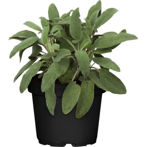 Šalvia (Salvia officinalis) GROW by OBI v kvetináči, kuchynská bylina na čaj a všestranné použitie.