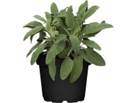 OBI Šalvia lekárska priemer kvetináča cca 12 cm Salvia officinalis