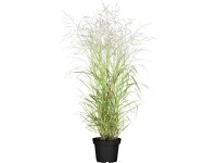 Grow by OBI Záhradné proso prútnaté (Panicum) Hänse Herms, hnedé, pr. cca 23 cm