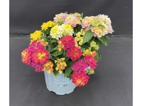 Grow by OBI Libora meniaca Trio (Lantana camara), pr. 12 cm