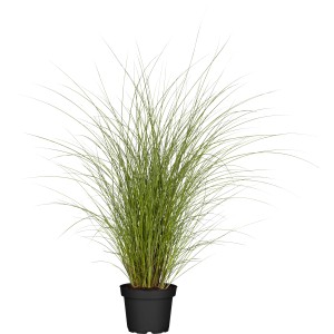Okrasná tráva GROW by OBI Čínska trsť Gracillimus v kvetináči.