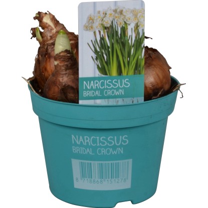 Narcis "Bridal Crown Diamond Collection" cca 12 cm krémovobiely