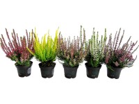 Vres obyčajný (Calluna vulgaris) pr. cca 6 cm