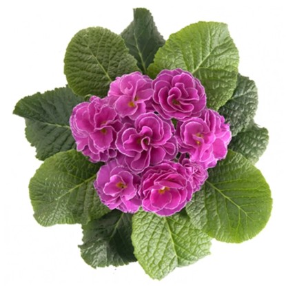 Prvosienka bezlodyžná "Petticoat" (Primula acaulis), rôzne farby, pr. 13 cm