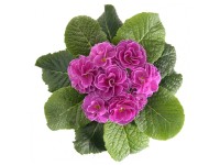 Prvosienka bezlodyžná 