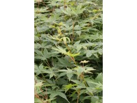 Javor dlaňolistý (acer palmatum) Sango Kaku