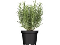 Gurmánsky rozmarín Abraxas, pr. kvetináča cca 12 cm