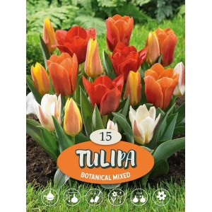 Viacfarebné tulipány Botanický mix: Červené, oranžové a biele kvety v záhrade.