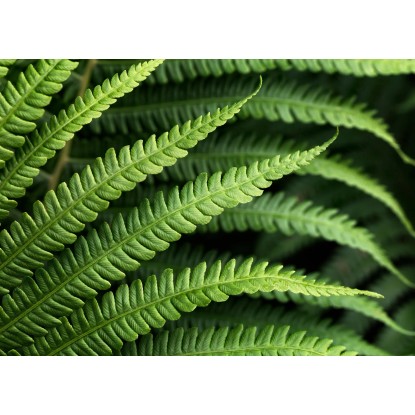 Komar Vliesová fototapeta Farn 350 x 250 cm