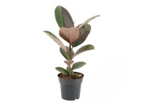GROW by OBI Fikus kaučukový (Ficus el.) GROW by OBI Fikus kaučukový (Ficus el.)
