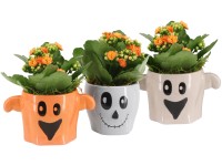 Kolopejka (Kalanchoe) v keramickom kvetináči Halloween, rôzne druhy, pr. 9 cm