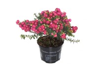 Q-Flower Libavka hrotitá (Pernettya mucronata) 