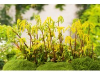 OBI Chiastophyllum oppositifolium žlté priemer kvetináča cca 9 cm x 9 cm