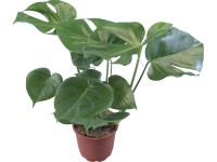 Monstera skvelá (M. deliciosa), výška cca 65 cm, pr. kv. 19 cm