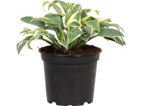 OBI Funkia biela/pestrá priemer kvetináča cca 17 cm Hosta