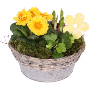 Jarné aranžmán so žltými prvosienkami, narcismi a brečtanom v zinkovej nádobe (priemer kvetináča 24 cm).