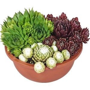 Trio skalníc v hnedej keramickej miske (Ø 16 cm): Zmes Sempervivum na slnečné miesta.