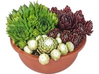 Trio netraskov (Sempervivum) v keramickom kvetináči, pr. cca 16 cm