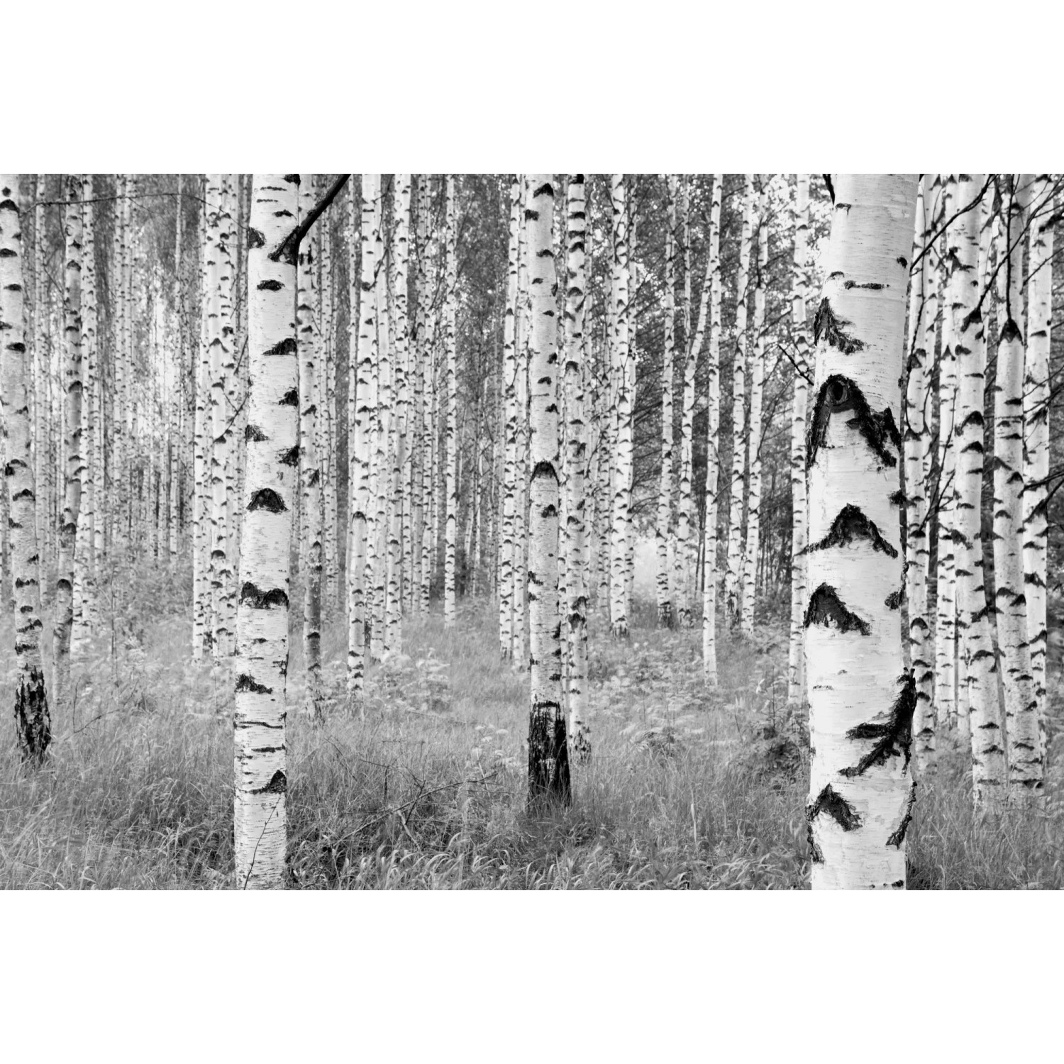 E-shop Komar Vliesová fototapeta Woods 368 x 248 cm