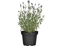 GROW by OBI Levanduľa úzkolistá (Lavandula angustifolia), pr. cca 19 cm
